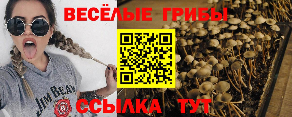 Галлюциногенные грибы Magic Shrooms  Вход с VPN  Галлюциногенные грибы Psilocybe  Карачаевск 